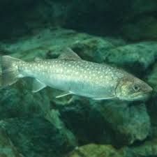 Image result for Salvelinus confluentus