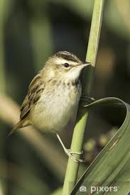 Attēlu rezultāti vaicājumam “Acrocephalus schoenobaenus”