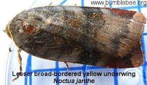 Attēlu rezultāti vaicājumam “Noctua fimbriata imago”