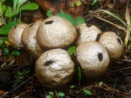 Attēlu rezultāti vaicājumam “Lycoperdon pyriforme sessile”