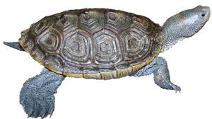 Image result for Malaclemys terrapin