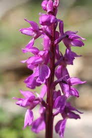 Attēlu rezultāti vaicājumam “Orchis mascula flower”