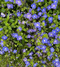 Attēlu rezultāti vaicājumam “Veronica filiformis flower”