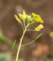 Image result for Diplotaxis tenuifolia