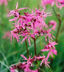 Image result for Pechnelke