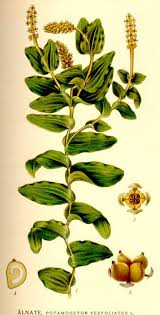 Attēlu rezultāti vaicājumam “Potamogeton perfoliatus flower”