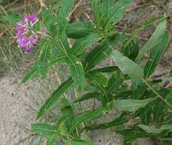 Attēlu rezultāti vaicājumam “Epilobium angustifolium leaf”