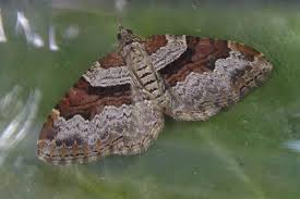 Attēlu rezultāti vaicājumam “Xanthorhoe designata”