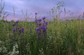 Attēlu rezultāti vaicājumam “Galium album fruit”