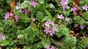 Attēlu rezultāti vaicājumam “Erodium cicutarium”