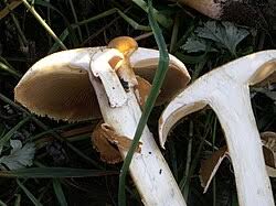 Attēlu rezultāti vaicājumam “Phaeolepiota aurea”