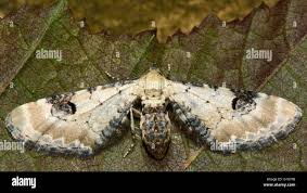 Attēlu rezultāti vaicājumam “Eupithecia centaureata”