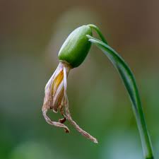 Attēlu rezultāti vaicājumam “Galanthus nivalis bud”