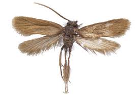 Attēlu rezultāti vaicājumam “Micropterigidae”