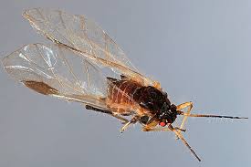 Attēlu rezultāti vaicājumam “Chaitophorus populeti”