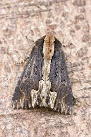 Attēlu rezultāti vaicājumam “Dypterygia scabriuscula”