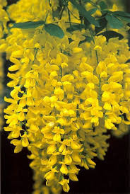 Attēlu rezultāti vaicājumam “Laburnum”