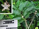 File:Detail of Coffea canephora branch and leaves.jpg - Wikipedia ...