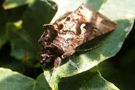Attēlu rezultāti vaicājumam “Autographa pulchrina”