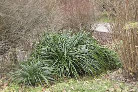 Attēlu rezultāti vaicājumam “Carex remota fruit”