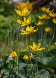 Attēlu rezultāti vaicājumam “Tulipa sylvestris”