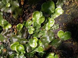 Attēlu rezultāti vaicājumam “Conocephalum”