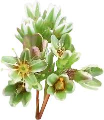 Attēlu rezultāti vaicājumam “Scleranthus annuus flower”