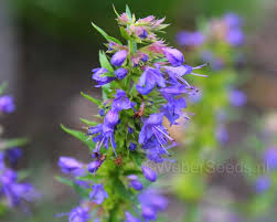 Attēlu rezultāti vaicājumam “Hyssopus officinalis flower”