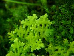 Attēlu rezultāti vaicājumam “Trichocolea tomentella sporophyte”