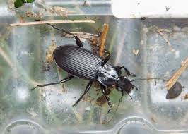 Attēlu rezultāti vaicājumam “Pterostichus niger”