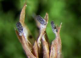 Attēlu rezultāti vaicājumam “Mycosphaerella millegrana”