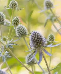 Image result for Eryngium `Blue Hobbit`