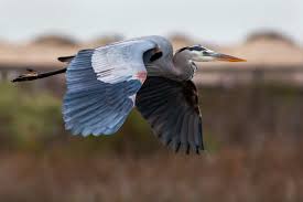 Image result for heron