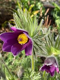 Attēlu rezultāti vaicājumam “Pulsatilla vulgaris flower”
