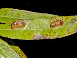 Attēlu rezultāti vaicājumam “Pontania proxima”