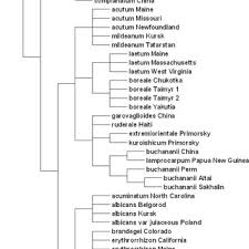 Attēlu rezultāti vaicājumam “Eurhynchiastrum pulchellum macro”