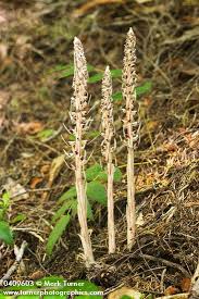 Attēlu rezultāti vaicājumam “Comatricha fragilis stalked”