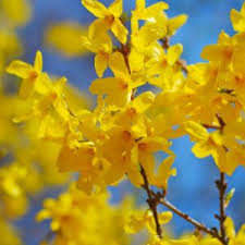 Attēlu rezultāti vaicājumam “Forsythia suspensa flower”