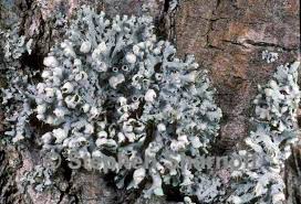 Attēlu rezultāti vaicājumam “Physcia adscendens”