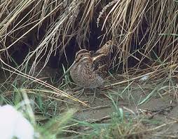 Attēlu rezultāti vaicājumam “Gallinago gallinago eggs”