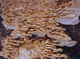 Attēlu rezultāti vaicājumam “Antrodia sinuosa”