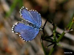 Attēlu rezultāti vaicājumam “Trichia longipalpis spores”