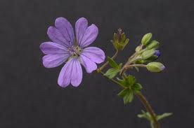 Attēlu rezultāti vaicājumam “Geranium pyrenaicum flower”
