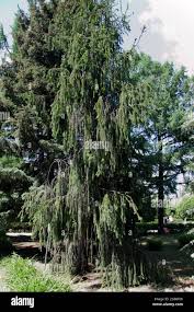 Attēlu rezultāti vaicājumam “Picea abies fo. virgata”