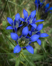 Attēlu rezultāti vaicājumam “Comatricha alta stalked”