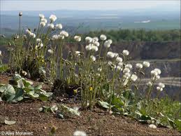 Attēlu rezultāti vaicājumam “Tussilago farfara”