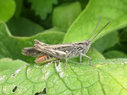 Attēlu rezultāti vaicājumam “Chortippus sp.”