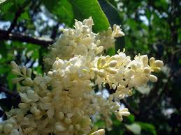 Attēlu rezultāti vaicājumam “Syringa reticulata subsp. amurensis flower”