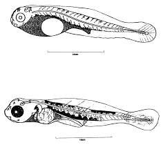 Image result for Mugil liza