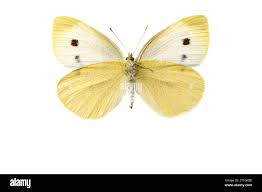 Attēlu rezultāti vaicājumam “Pieris rapae female”